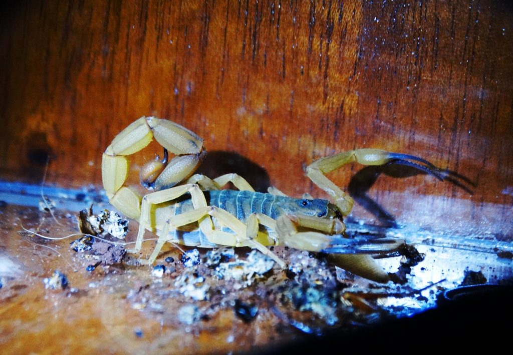 Escorpião visto com luz natural