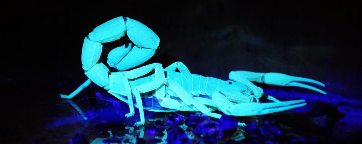 Escorpião visto com luz negra