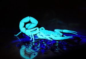 Escorpião visto com luz negra