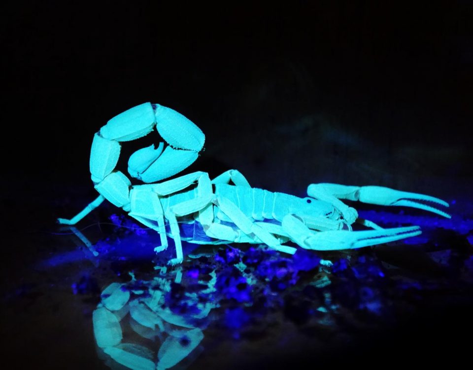 Escorpião visto com luz negra
