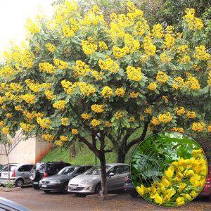 Cassia Spectabilis