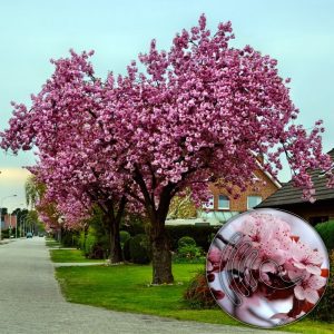 Cerejeira do Japão