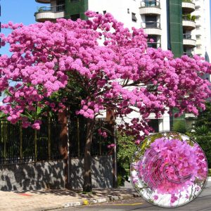 Ipê Rosa